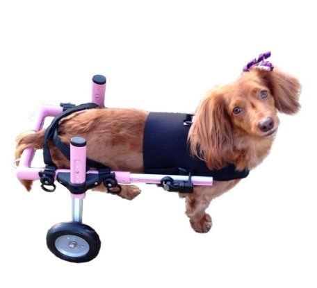 Neoprenweste für kleinen Rollwagen (5-11 kg)