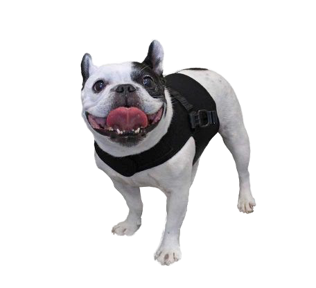 Neoprenweste für kleinen Rollwagen (5-11 kg)