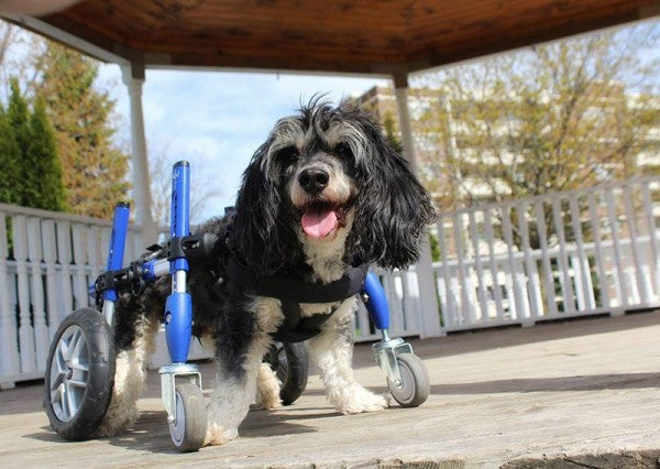 Walkin' Wheels Frontanbau 6 - 11 kg (für Hunde- & Katzen-Rollwagen)