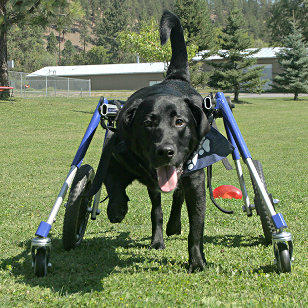 Walkin' Wheels Frontanbau 32 - 82 kg (für Hunderollwagen)