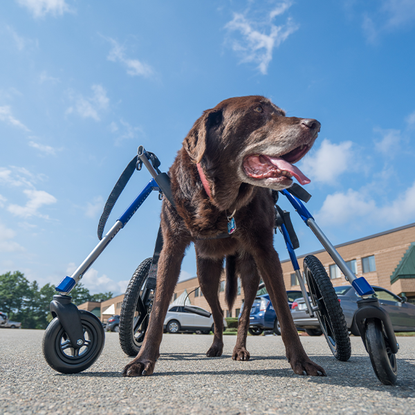 Walkin' Wheels Frontanbau 32 - 82 kg (für Hunderollwagen)