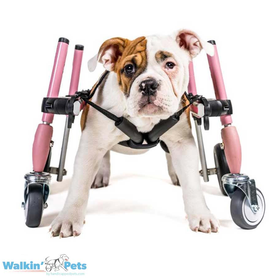 Walkin' Wheels Frontanbau 6 - 11 kg (für Hunde- & Katzen-Rollwagen)