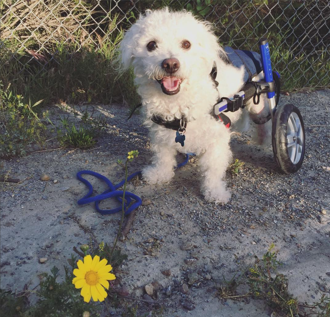 Walkin' Wheels Rollwagen für Hunde & Katzen mit 6 - 11 kg