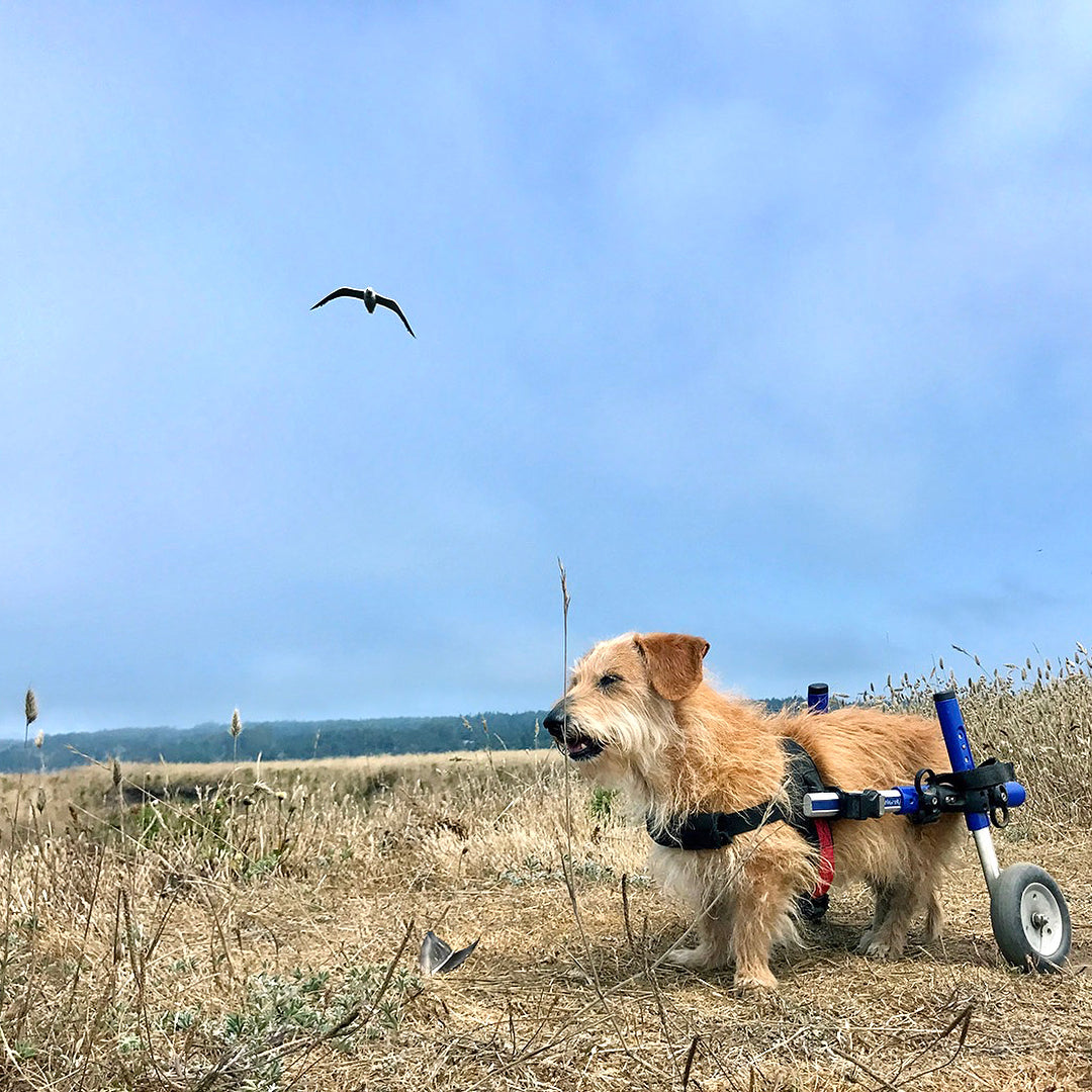 Walkin' Wheels Rollwagen für Hunde & Katzen mit 6 - 11 kg