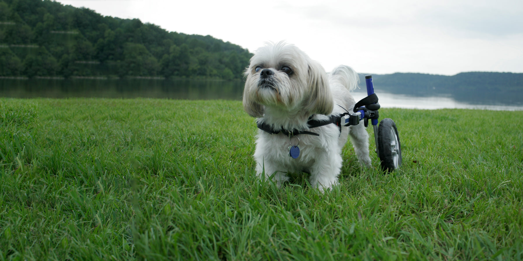 Walkin' Wheels Rollwagen für Hunde & Katzen mit 6 - 11 kg