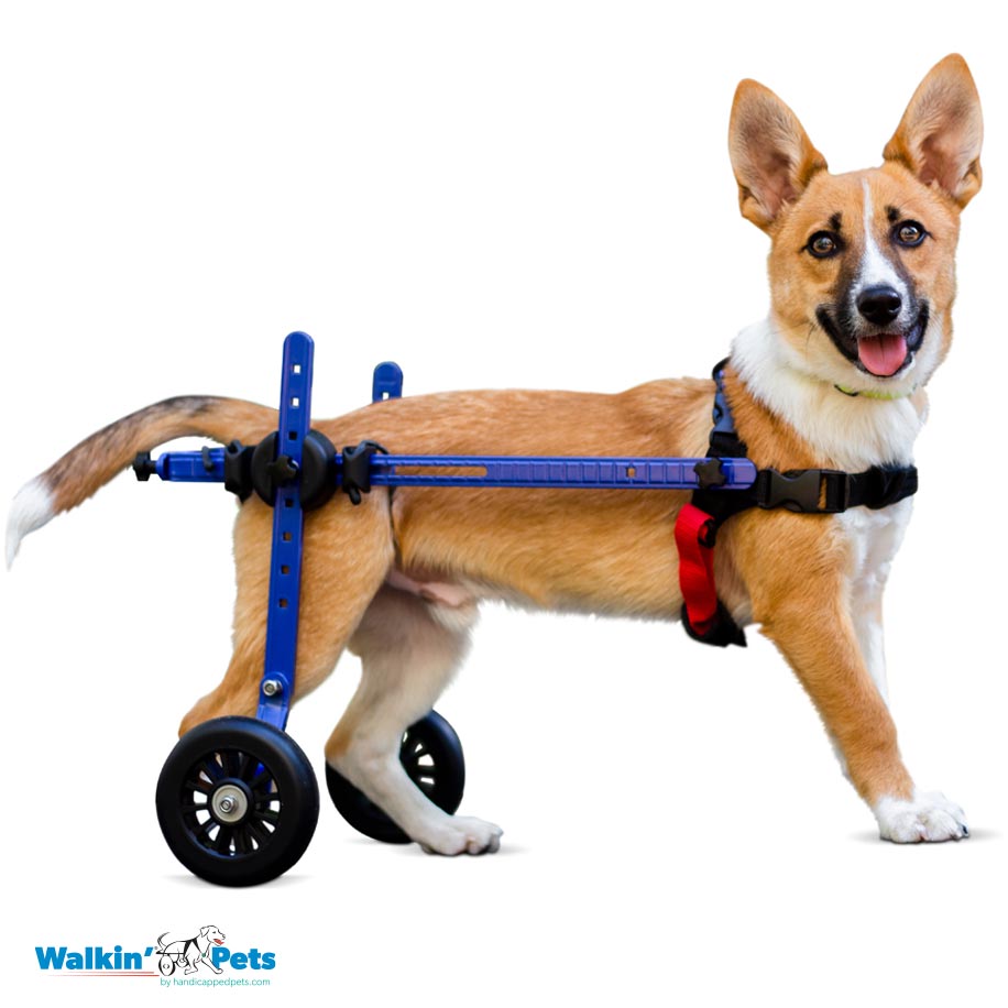 Walkin' Wheels Rollwagen für Hunde/Katzen mit 1 - 5 kg