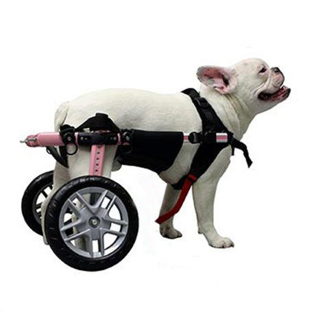 Breiter Bauchgurt für Rollwagen