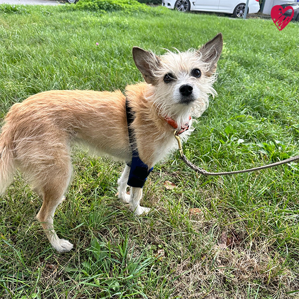 Ellenbogendysplasie (ED) bei Hunden, Katzen und Pferden. Unser Diagnose-Ratgeber.