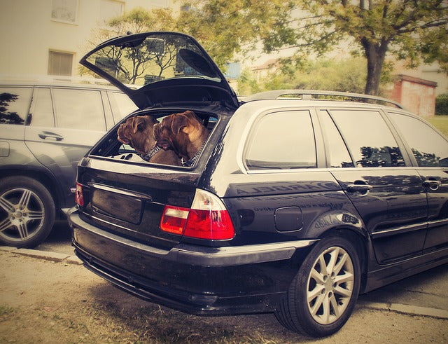 So gelingt eine strassfreie Autofahrt mit deinem Hund. Unser Hunderatgeber