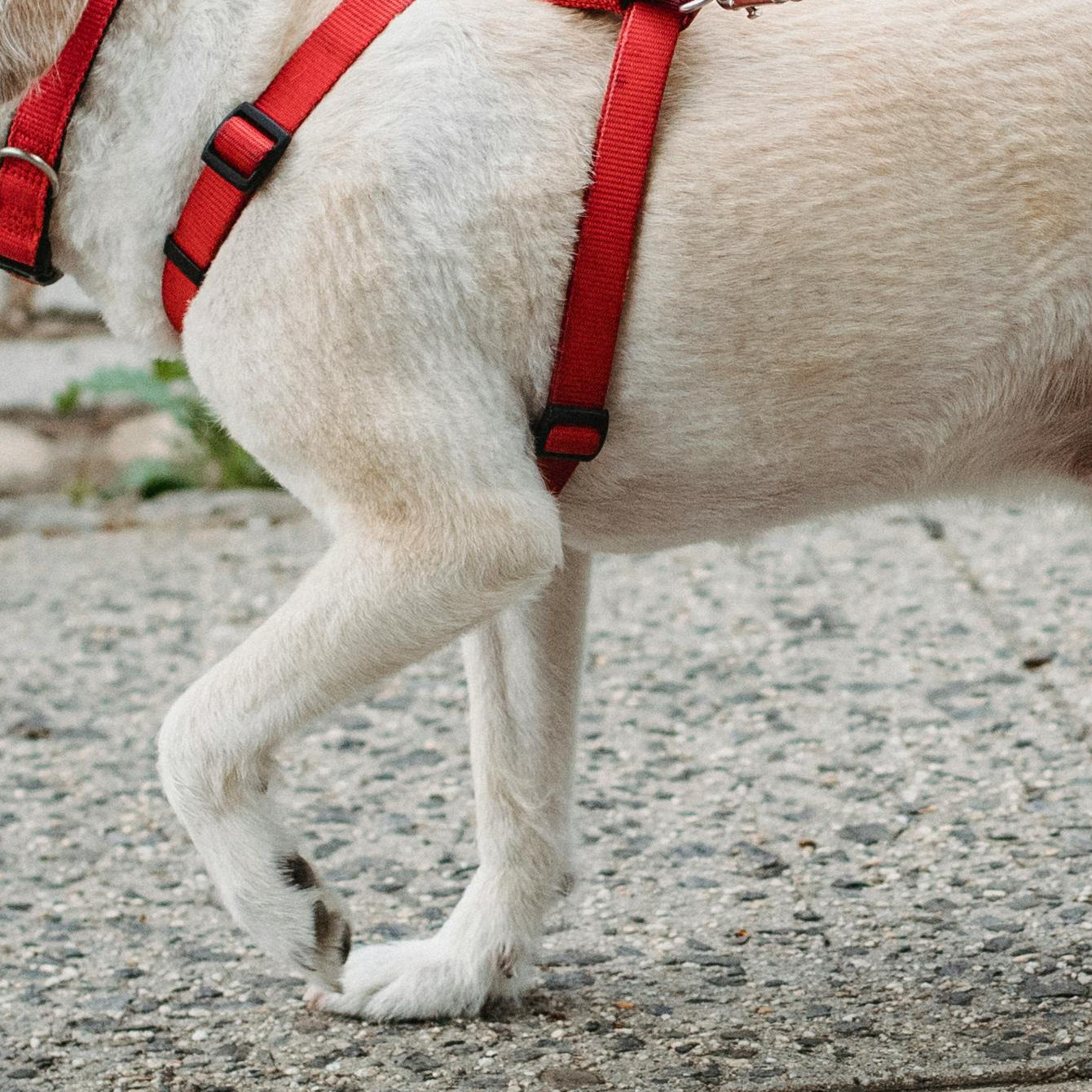Lähmung bei Hunden Katzen und Pferden. Unser Diagnose-Ratgeber