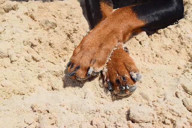 Krallenpflege bei Hunden. Unser Hunderatgeber