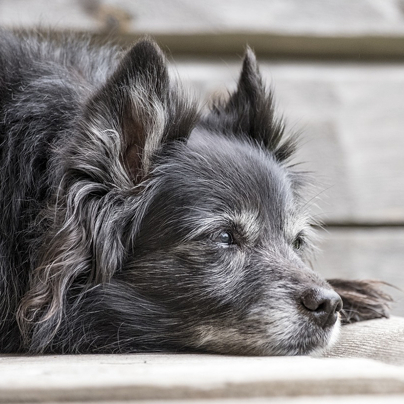 Veränderungen bei Tieren im Alter - Hunde, Katzen und Pferde. Unser Tierratgeber