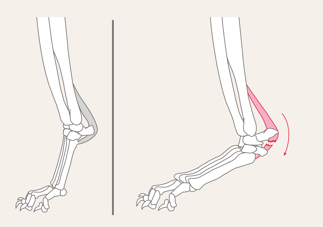 Hyperextension / Durchtrittigkeit bei Hunden und Katzen. Unser Diagnose-Ratgeber