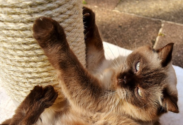 Wenn die Katze an den Möbeln kratzt statt am Kratzbaum. Unser Katzenratgeber