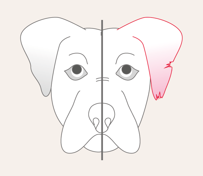 Ohrrandnekrose bei Hunden und Katzen. Unser Diagnose-Ratgeber