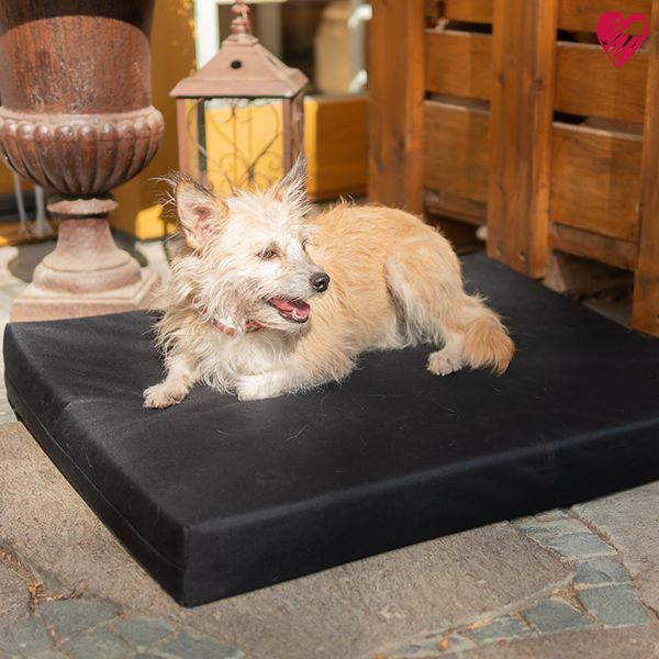 Arthrodese bei Hunden, Katzen und Pferde. Das sagt die Diagnose.