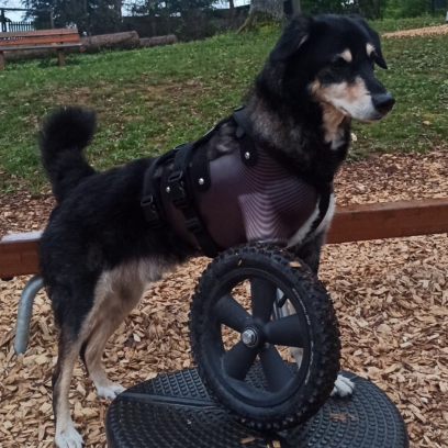 Vollprothese für den Vorderlauf mit Rad