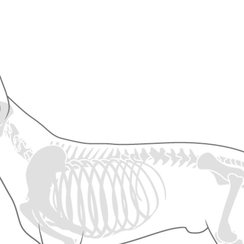 Wirbelsäule und Rumpf bei Haustieren - Anatomie Ratgeber