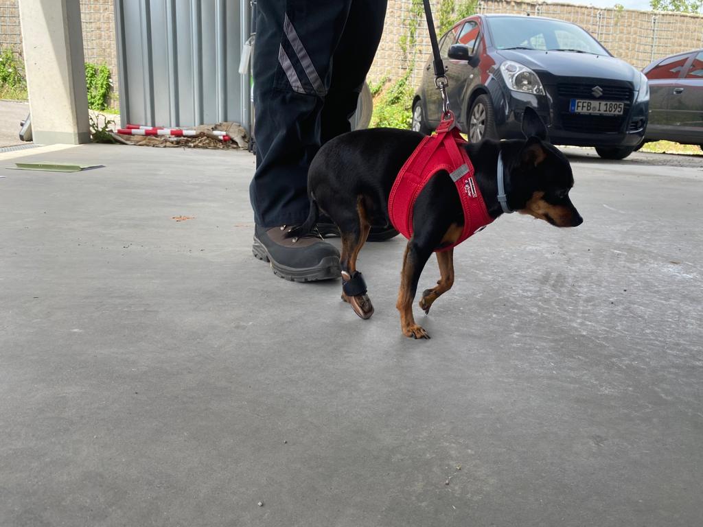 Orthese Hinterpfote Überköten Hund