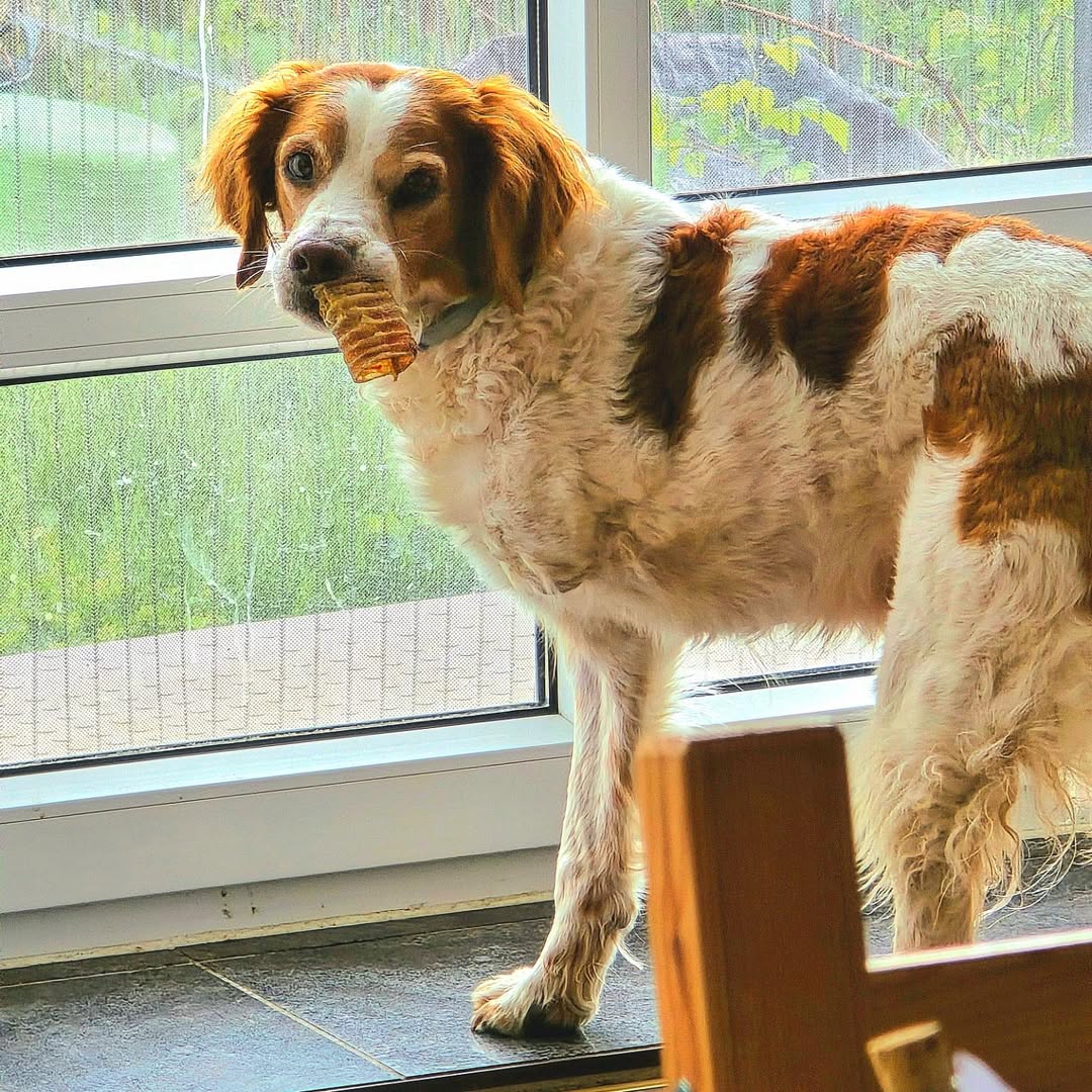 Hunde alleine zuhause lassen ohne Problem. Unser Hunderatgeber