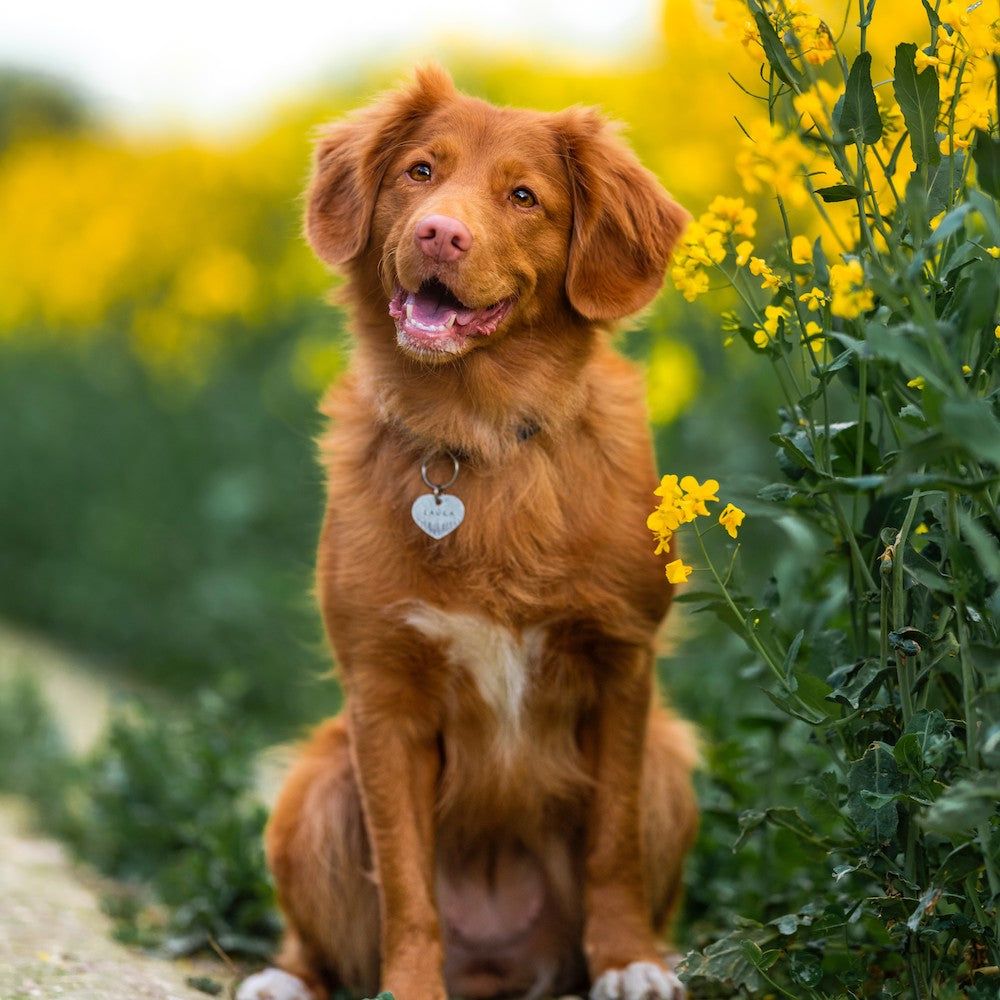 Fellwechsel bei Hunden und Katzen. Unser Tierratgeber