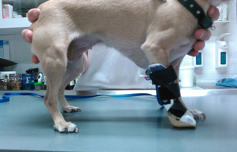 Orthese Vorderlauf Pfoteneinschluss Hund 