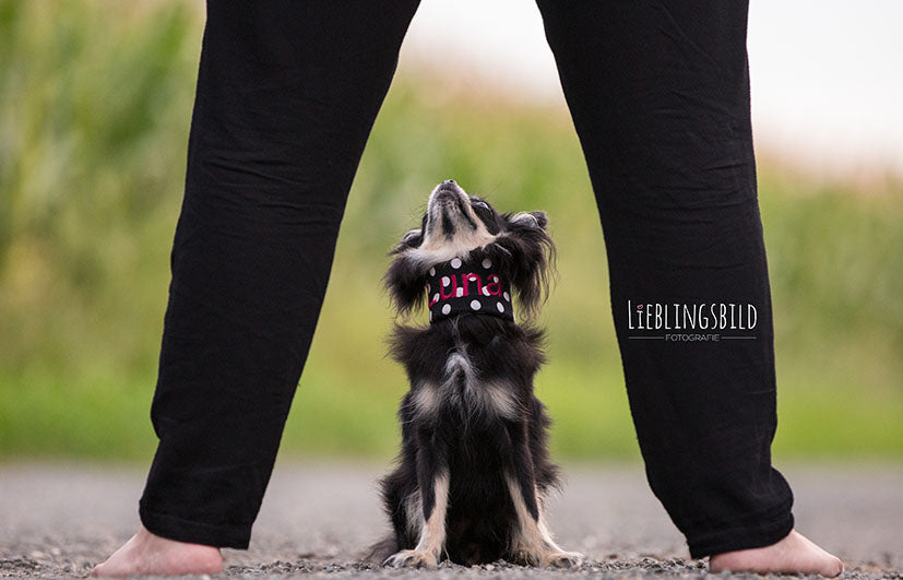 Halskrause Halswirbel Chihuahua Stabilisierung Bandscheibenvorfall