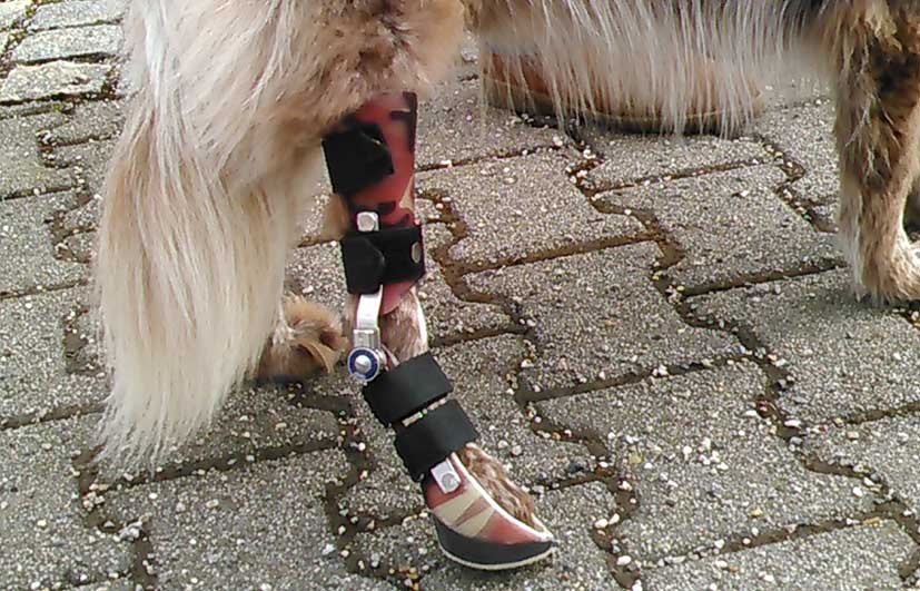 Einschalenorthese Quengelschiene Pfoteneinschluss Hinterlauf Gelenk