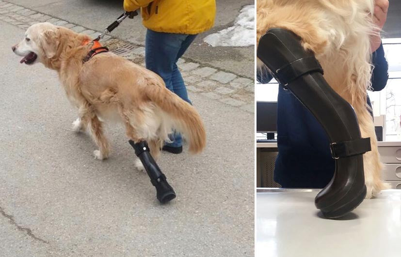 Orthese Zweischalenorthese Pfoteneinschluss Fixateur externe