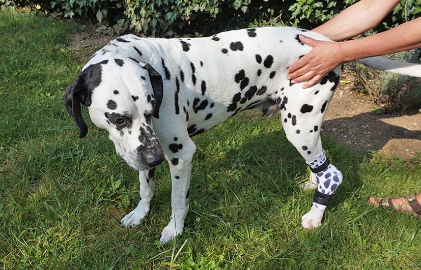 Orthese Sprunggelenk Hund Dalmatiner