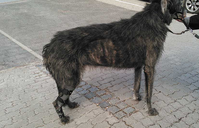 Orthese Sprunggelenk Hund Ruptur