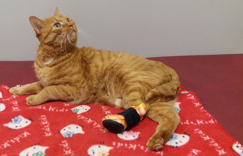 Katze Überköten Orthese mit Pfote Zweischalenorthese Nerven Sehnen