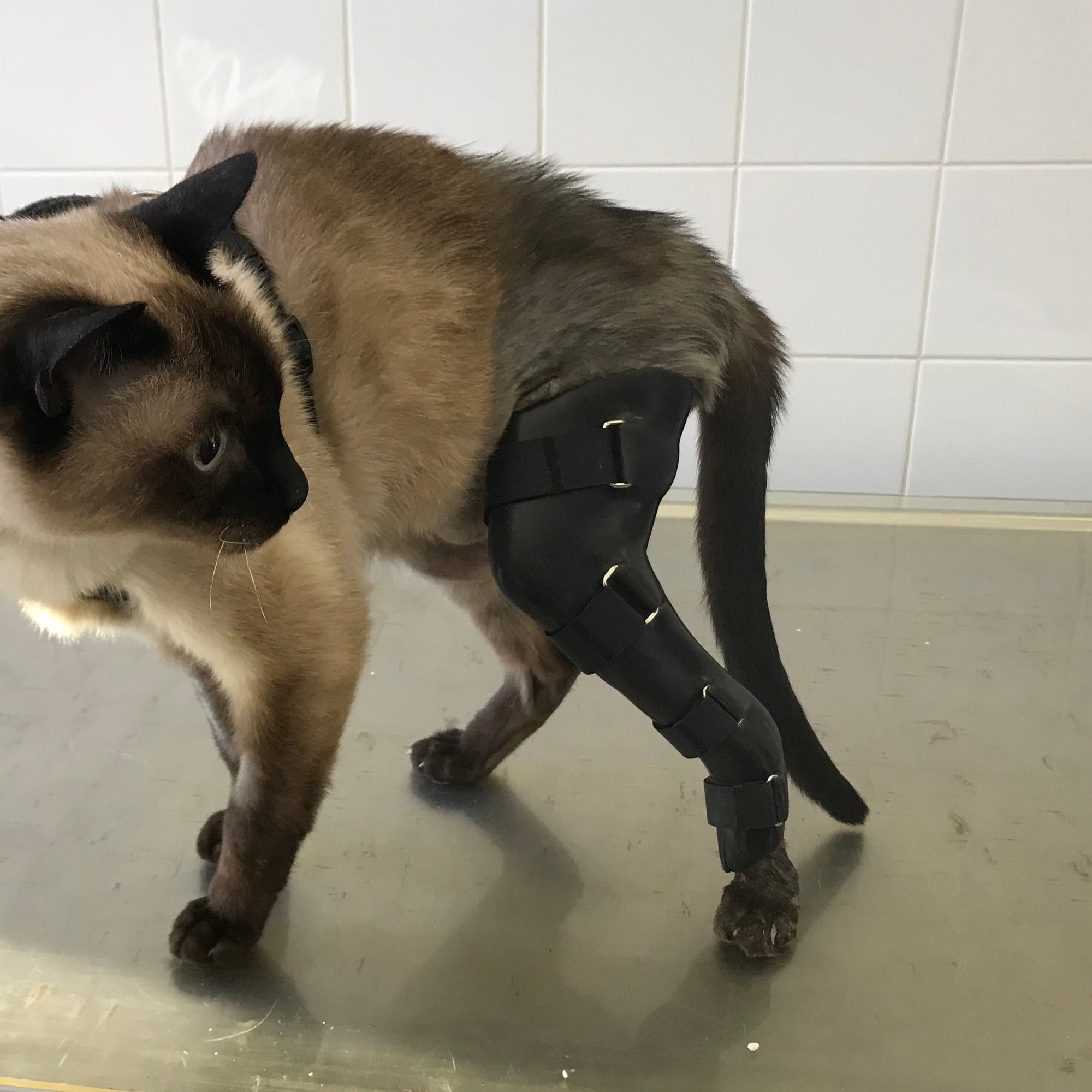 Kontraktur bei Hunden, Katzen und Pferden. Unser Diagnose-Ratgeber