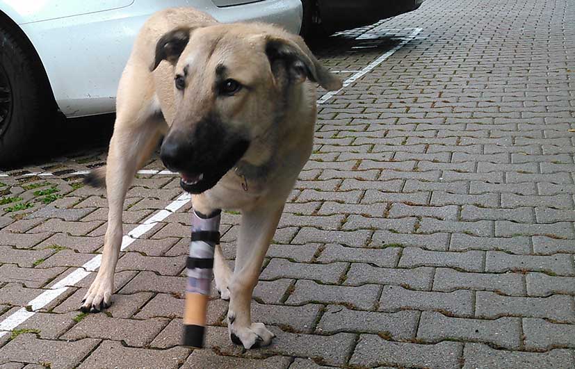 Prothese Hund Vorderbein Höhenausgleich Amputation 
