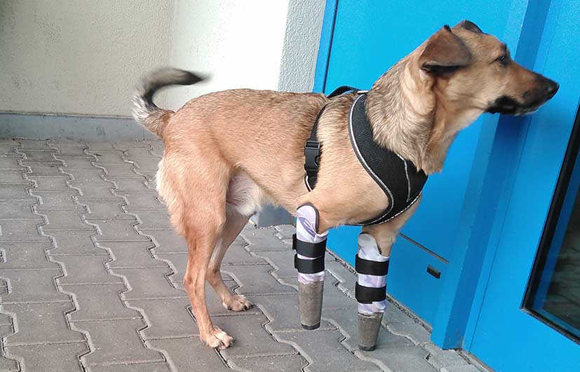 Vorderbein Prothese Amputation Hund 