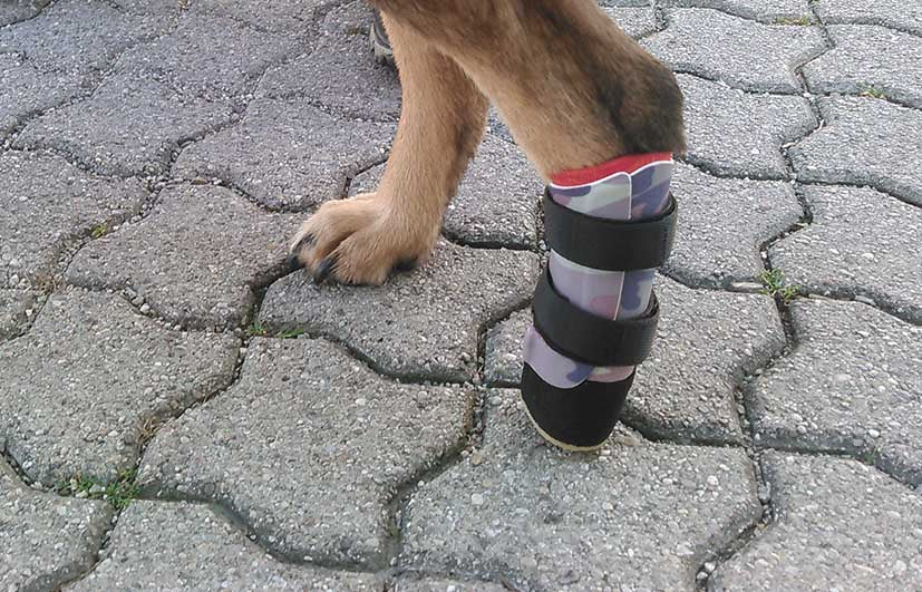 Prothese Hinterbein Hund Sprunggelenk