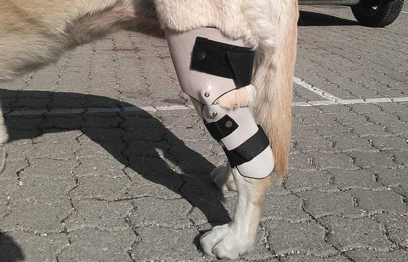 Kniegelenk Orthese Labrador