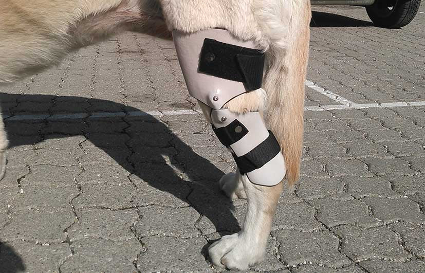Kniegelenk Orthese Labrador 