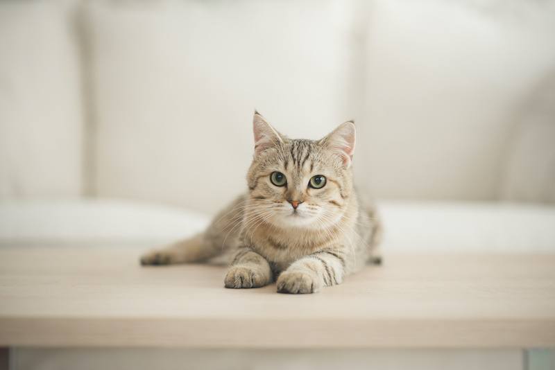 Krallenpflege für deine Katze. Unser Katzenratgeber