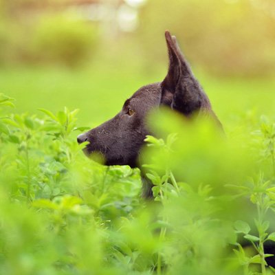 Tiere vor Plagegeistern wie Zecken und anderen Ungeziefer schützen. Unser Tierratgeber