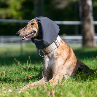Hunde mit emfpindlichen Ohren - Was kann man dagegen tun? Unser Hunderatgeber