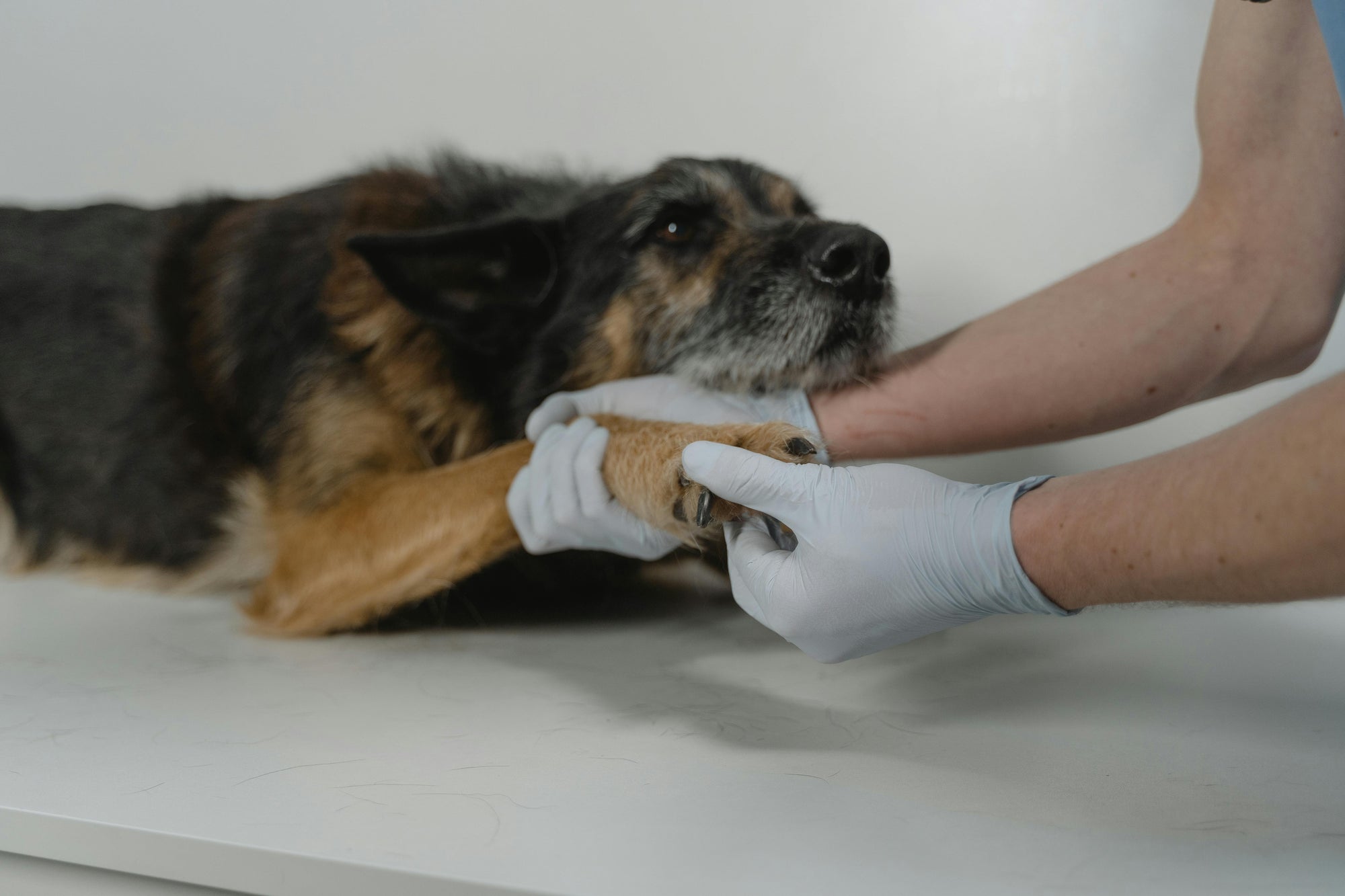 Zehen und Pfoten bei Haustieren - Anatomie Ratgeber