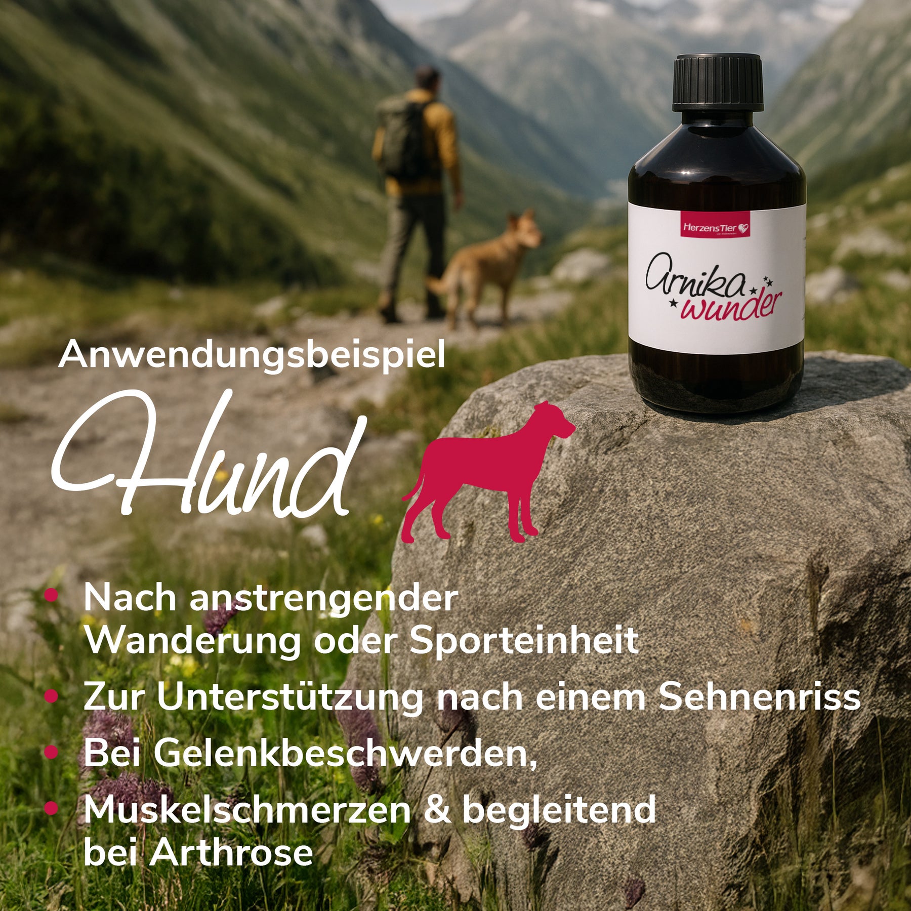 Arnikawunder für Muskeln, Gelenke, Sehnen und Bänder