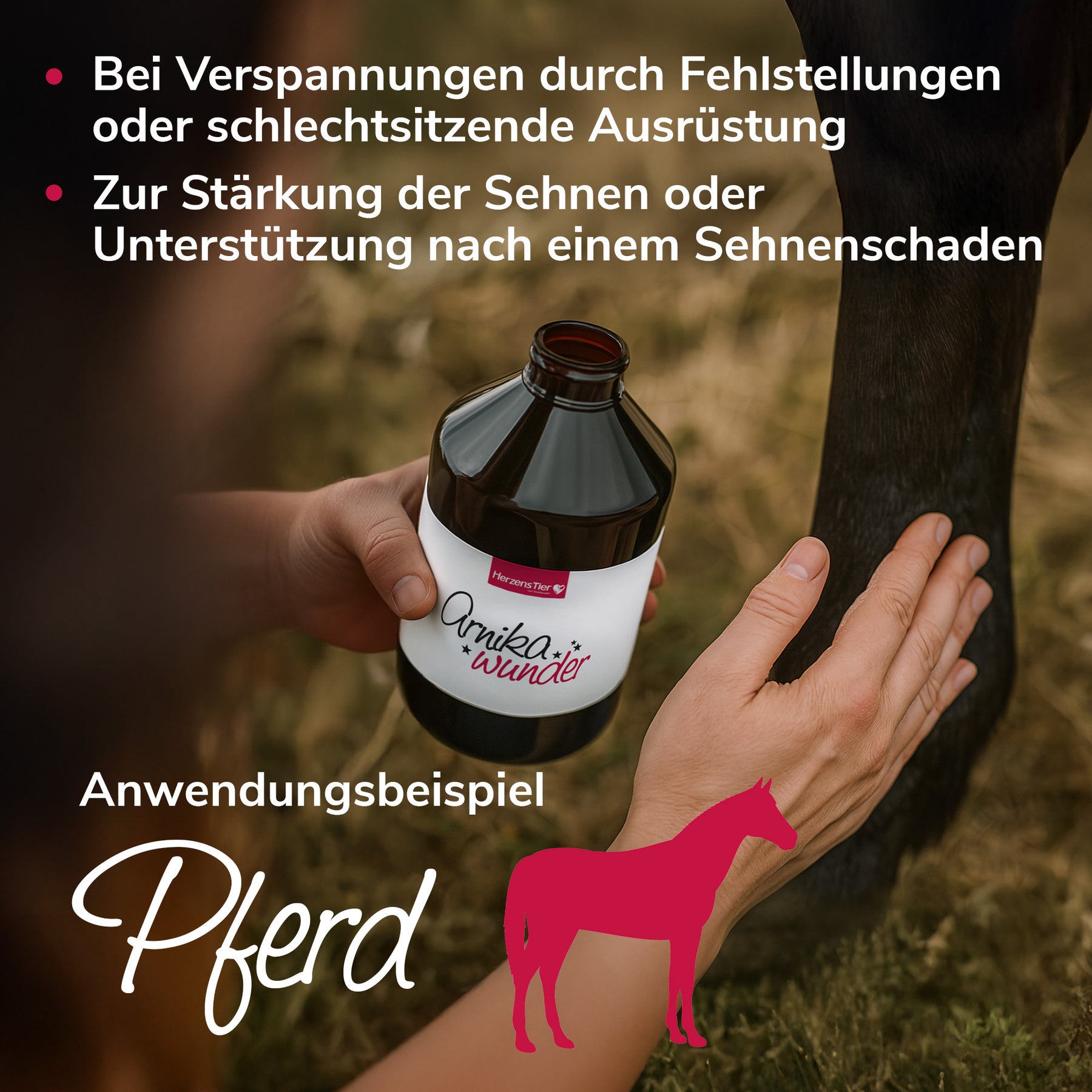 Arnikawunder für Muskeln, Gelenke, Sehnen und Bänder