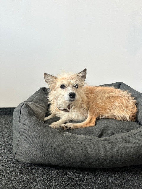 Orthopädisches Hundebett