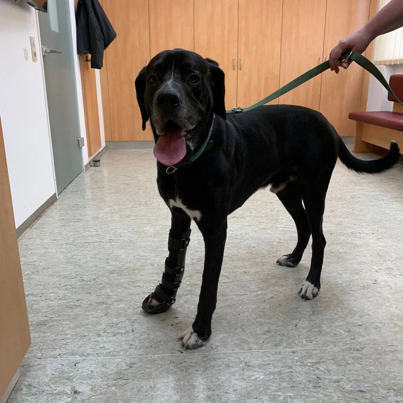 Einschalen Orthese Hund Durchtritt