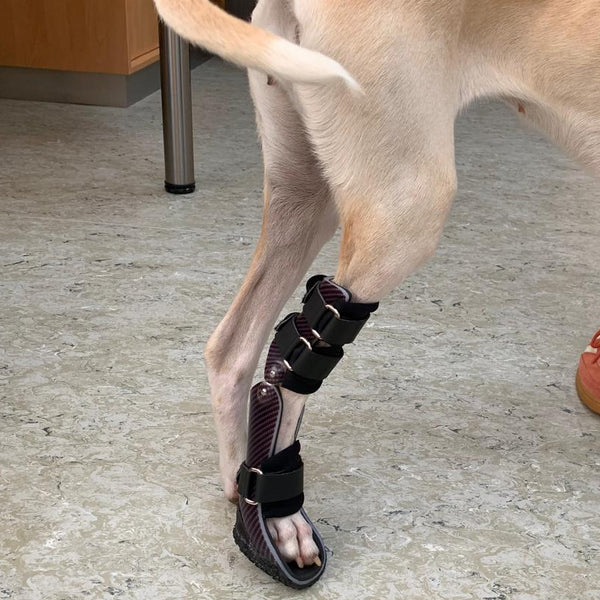 Sprunggelenksorthese