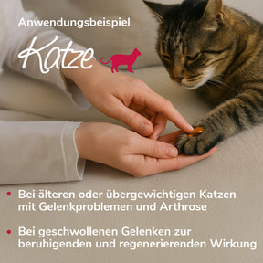 Gelenkwundergel Anwendungsbeispiel Katze