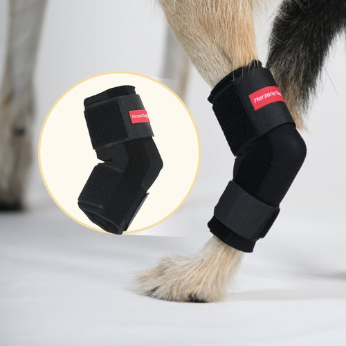 Sprunggelenkbandage Hund Neopren 135 Grad