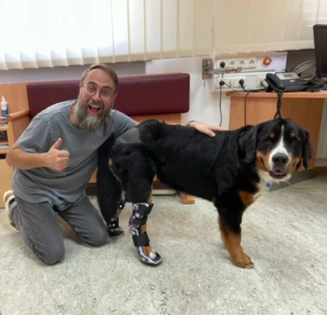 Hinterbein Orthese Berner Sennen Hund